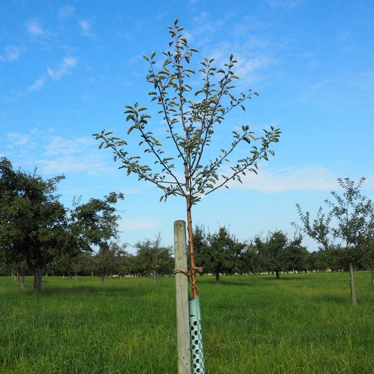 Rewena konventionell